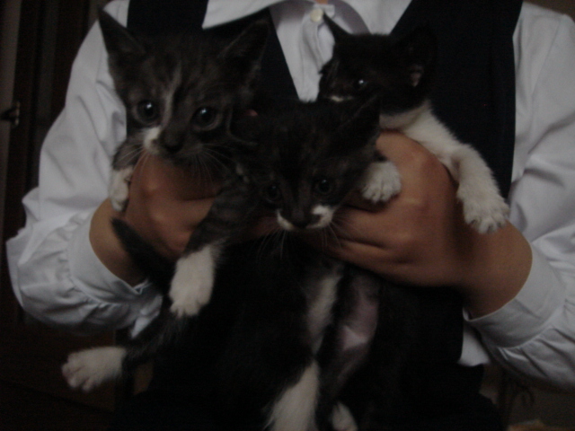 kittens.JPG