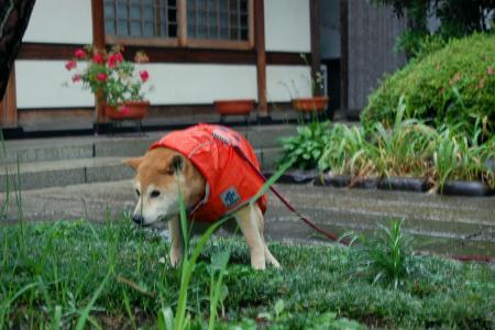 朝のおつとめ.jpg