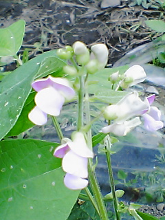 ７月５日つるなしインゲンの花２０