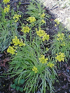 3月27日水菜の菜の花３