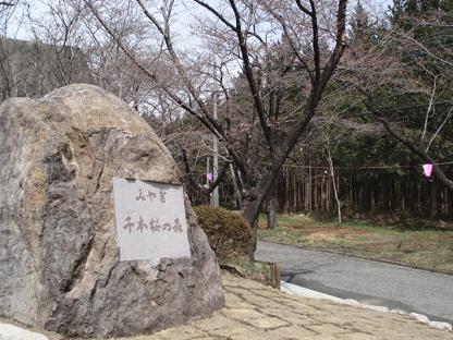 千本桜の森