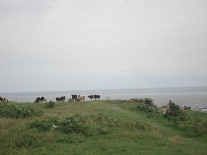 オホーツク海と牛