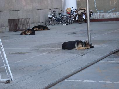 警察犬