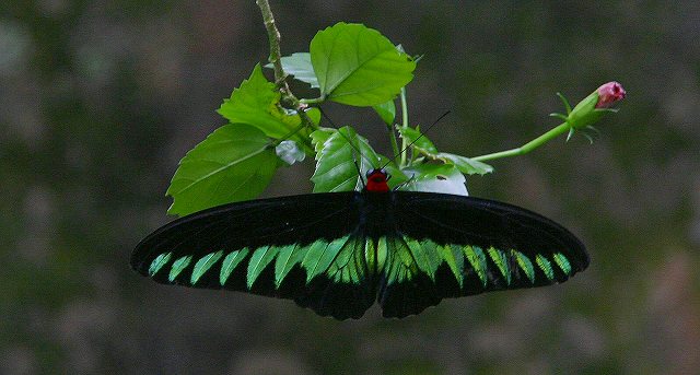 蝶鳥雨林の国マレーシア | 片栗の花 - 楽天ブログ