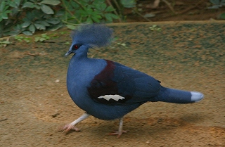 冠鳩.jpg