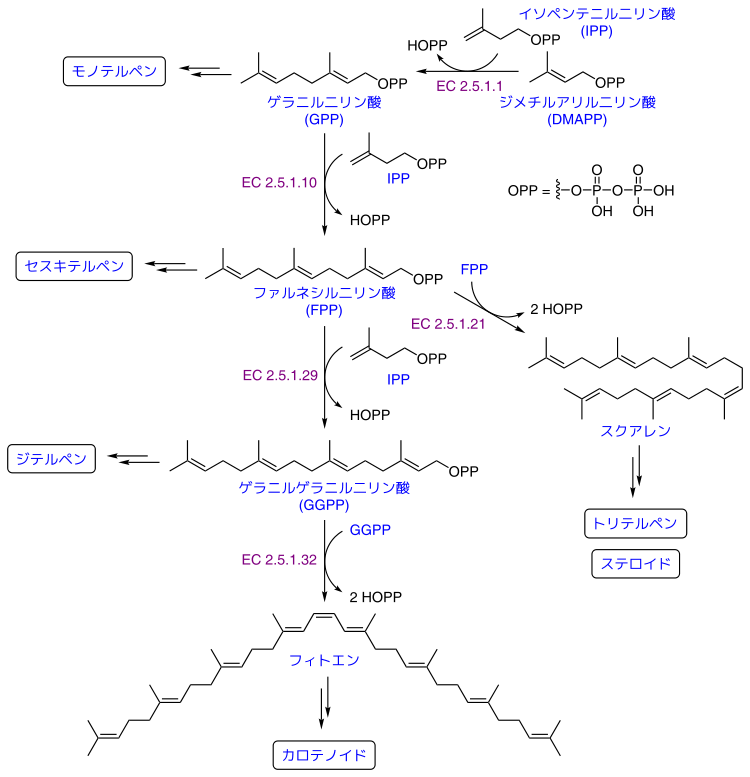 750px-Terpenes_from_GPP-1.svg.png