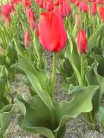 banpakukouen-tulip.JPG