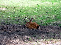 nara_kouen01.JPG