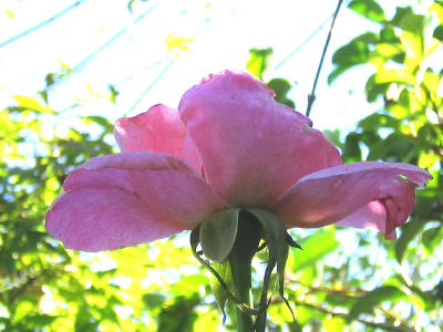 ｒｏｓｅ