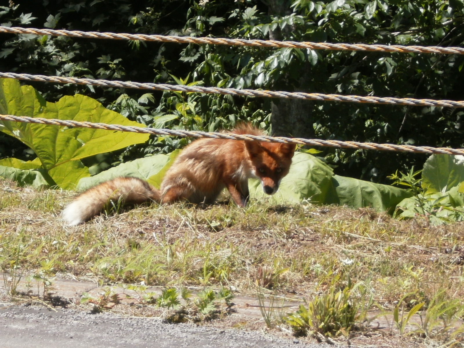 キタキツネ発見