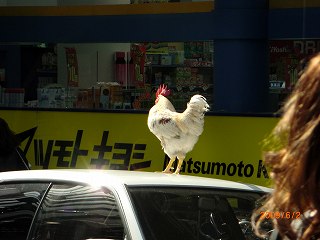 クルマの上のニワトリ1