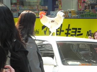 クルマの上のニワトリ２