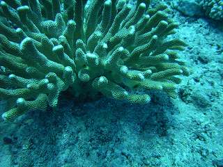 さんごに隠れてる魚