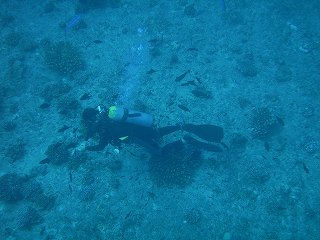 魚達に何かあげてる