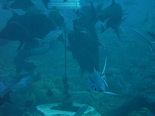 エサをむさぼる魚達