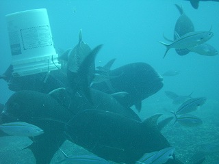 でかくて怖い魚