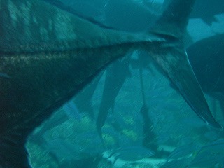 目の前を通るでかい魚