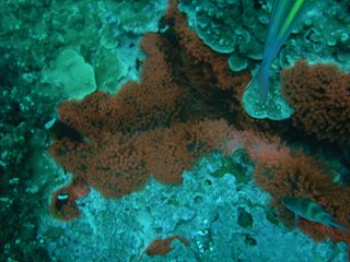 めずらしい赤サンゴ？？