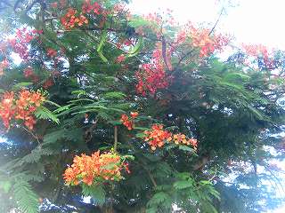 ホテルの外にある花