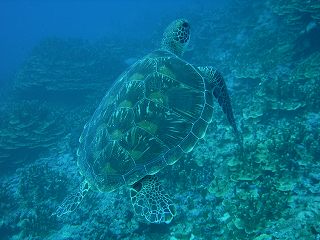 アオウミガメ