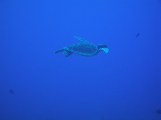 いきなりカメ発見