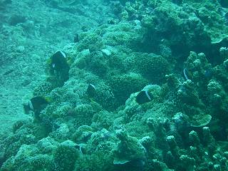 クマノミ達の家