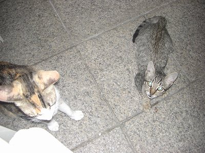 違うネコも来た