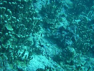 クロユリハゼ？？