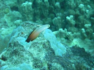 ハタタテハゼ☆