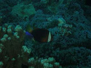 オレンジフィンアネモネフィッシュ