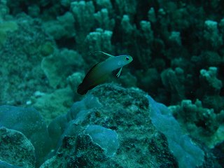 ハタタテハゼ☆　２