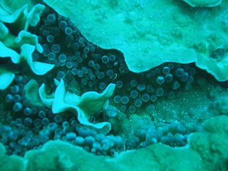 ちっちゃーいやつがこっち見てる