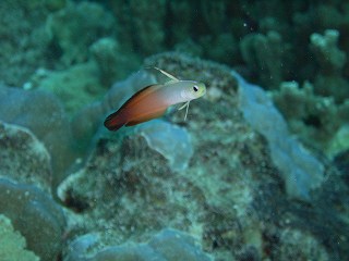 ハタタテハゼ☆　３