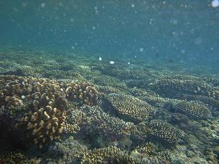 ビーチダイビング