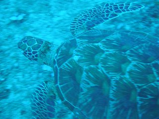 アオウミガメ１