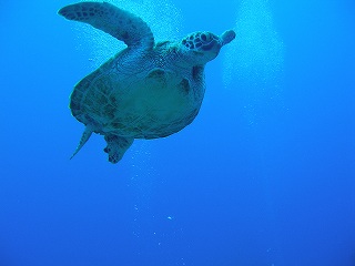 アオウミガメ２