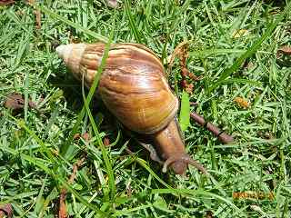 かたつむり