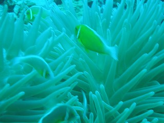 オレンジフィンかダスキー～