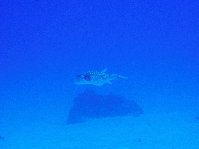 戻ってきたサザナミフグさん