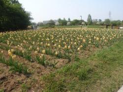 20100502_花の丘６