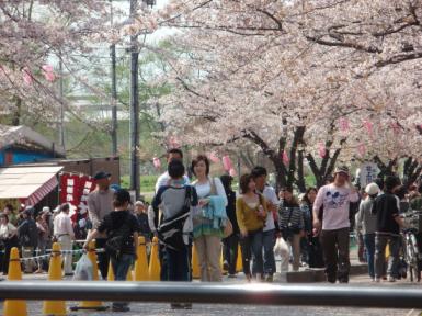 北上展勝地の桜