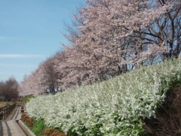 20090405_花の丘６