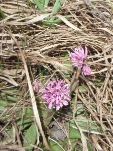 しょうじょうばかま