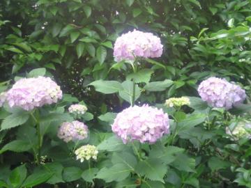 20090606_紫陽花２
