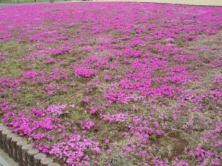 花の丘・芝桜
