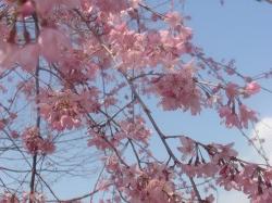 20100403_大宮花の丘２