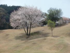 ＧＯＬＦ場の桜１