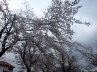 20100404_盆栽美術館４