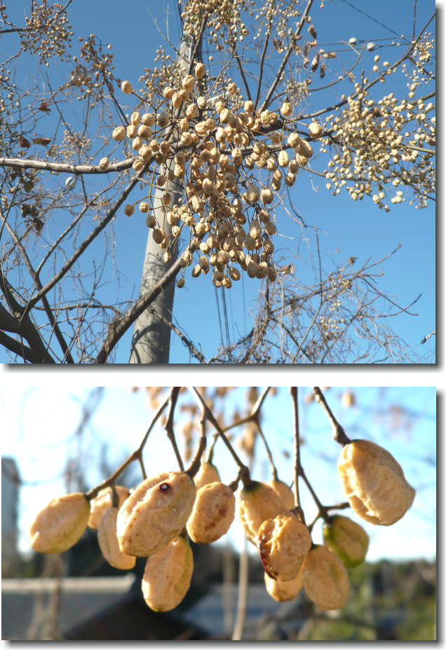 漆（うるし）の実とお知らせ | 主に花の紹介ブログ - 楽天ブログ