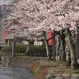 平成22年4月　神田川沿いの桜（富士宮）